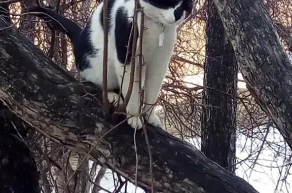 Пропал кот Котя в мкр. Юбилейный, Иркутск