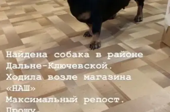 Найдена собака в Дальнеключевском районе!