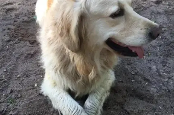 Пропала собака Бася в Великом Новгороде