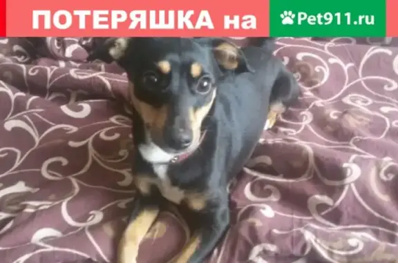 Пропала собака в Электроконтакте, ребенок страдает.