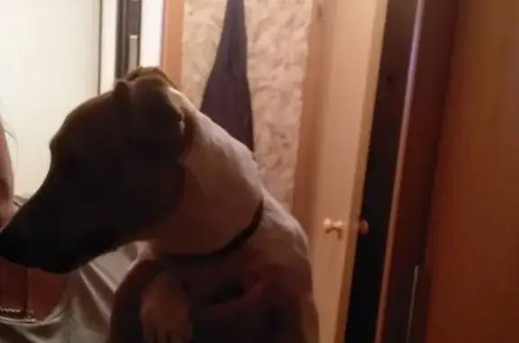 Найдена собака, посёлок Сергиевский, фото: Найдена собака породы Джек Рассел в пос. Сергиевский, МО