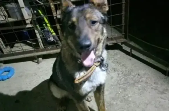 Найдена собака в деревне Кезьмино, возраст полугода