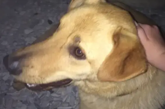 Потерян пёс на набережной в Новороссийске.