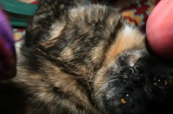 Кошки потеряшки, Афонино, фото: Потеряшка кошка в д. Афонино, ищем!