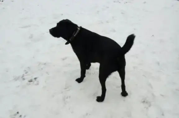 Собаки потеряшки, Калининград, фото: Потеряшка собака с ул. Сусанина, Калининград