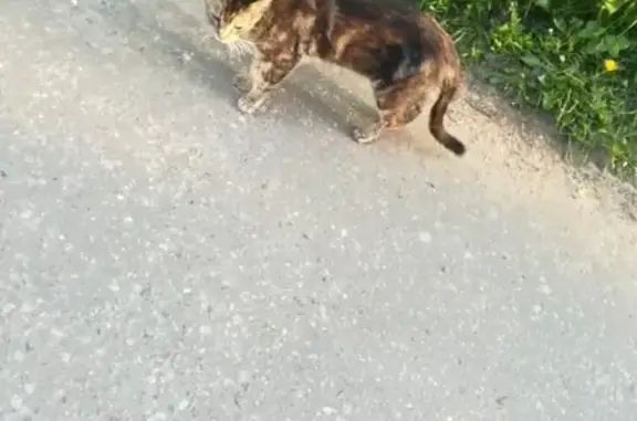 Найдена кошка в Ногинске, необычный окрас