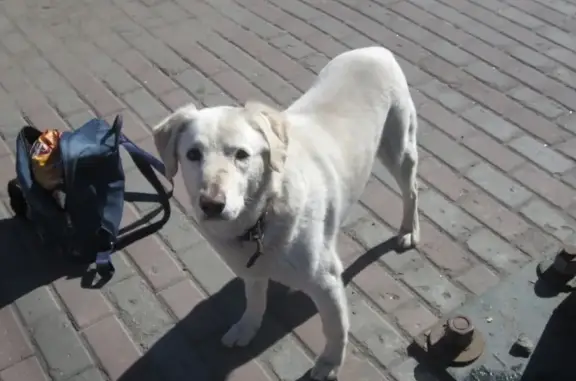 Найдена собака в Островцах с ошейником