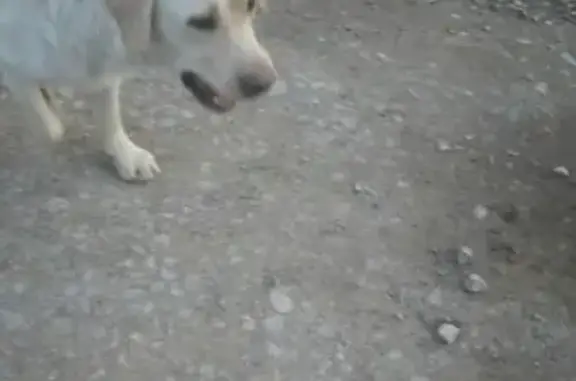 Пропала собака в Березниках, помогите найти!