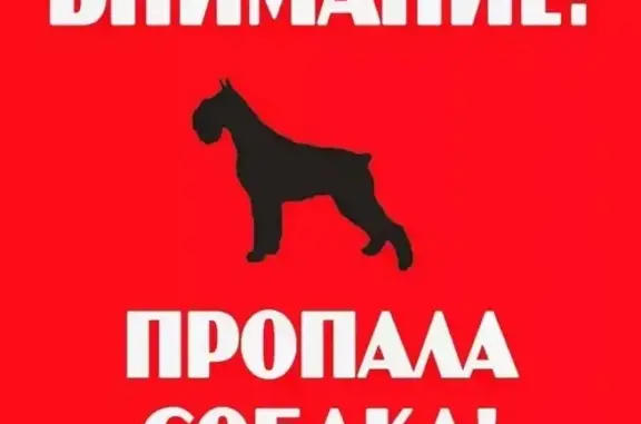 Пропала собака в Каменск-Шахтинском, ул. Пушкина