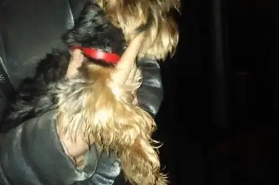 Собака в красном ошейнике найдена в Перми!
