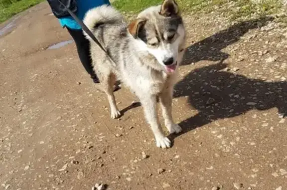 Найден щенок хаски в д. Князево, Республика Башкортостан