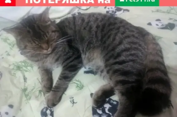Найден домашний кот в Череповце