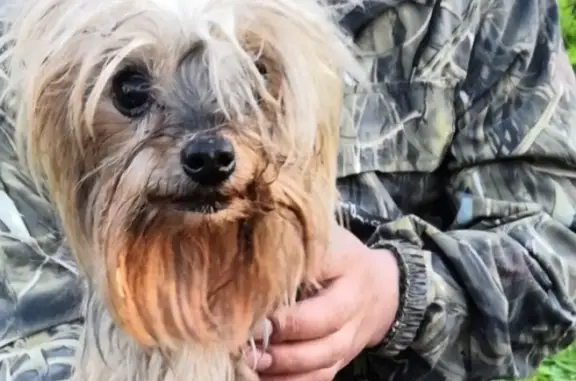Собака потерялась в Татищево