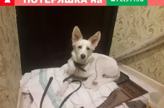 Найдена собака на ул. М.Тореза в Туле