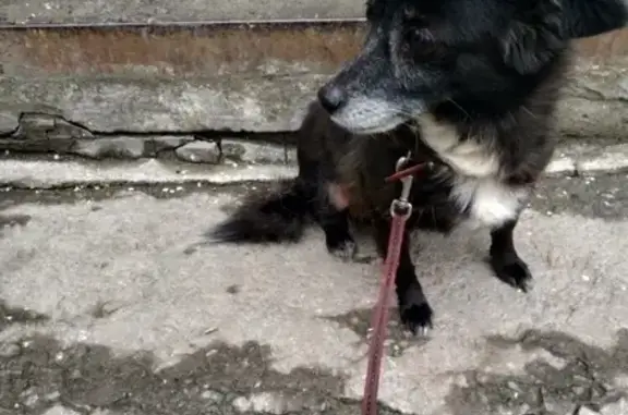 Найдена собака возрастом 10 лет (Железнодорожный, Старая Сортировка, Екатеринбург)