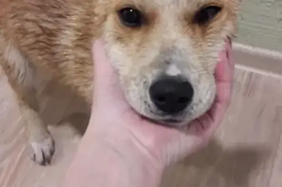 Найдена рыжая собака в Екатеринбурге