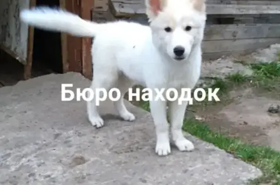 Найден щенок в Архангельске