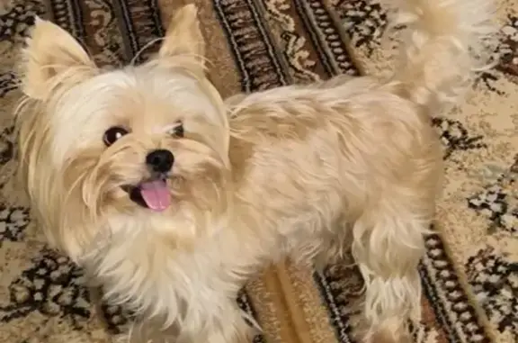 Собаки потеряшки, Тверь, фото: Потеряшка собака Химинститута в Твери, помогите!