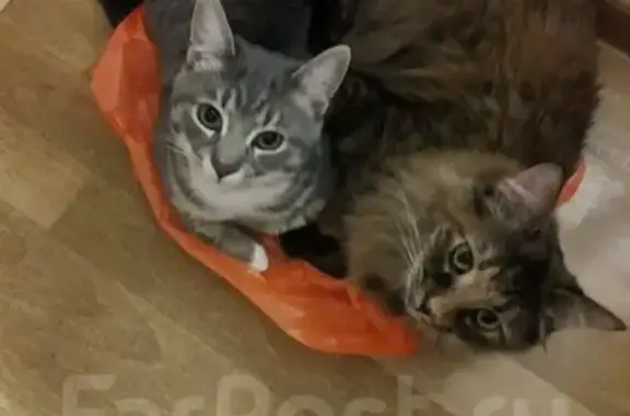 Потерянные животные Владивосток, фото: Пропала кошка Ясик на Русской улице, 68А