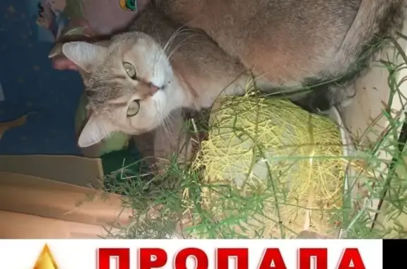 Пропал кот на улице Яблочковой, Б. Алексеева в Астрахани