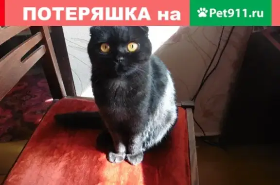Найдена британская вислоухая кошка в Обнинске, ул. Мира, 16