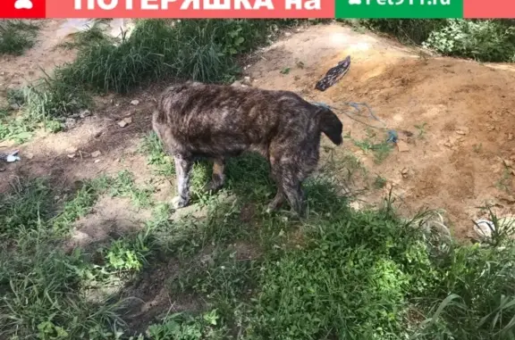 Найдена собака в Жуковском, МО