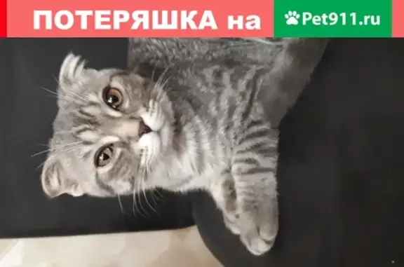 Пропала кошка Агата, серый тигровый окрас, ул. Голубятникова, Казань