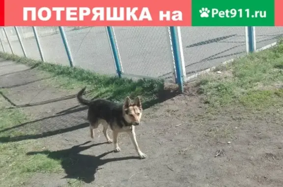 Собака на ул. Захаренко 11 в Челябинске.