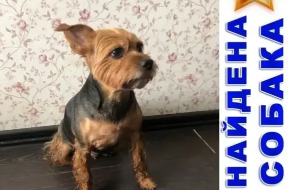 Найдена собака в Москве, требуется подтверждение