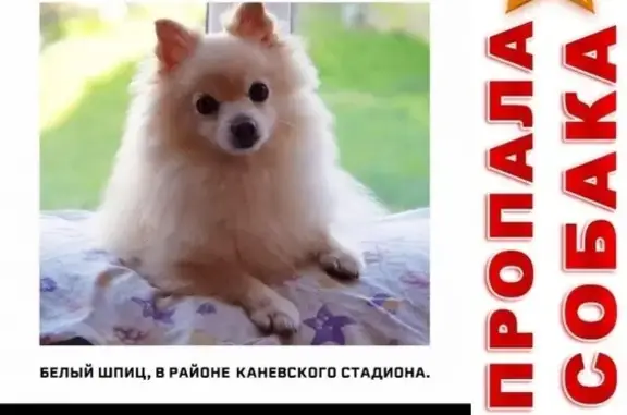 Пропала собака в Каневской, вознаграждение 20 тысяч