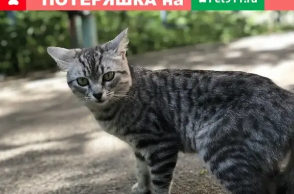 Кошка найдена у 4 подъезда на ул. Ген. Лизюкова, 43