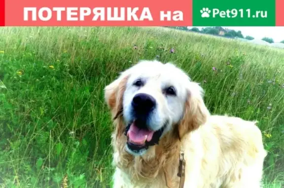 Пропала собака Бадди в Скрыльях, Московская область