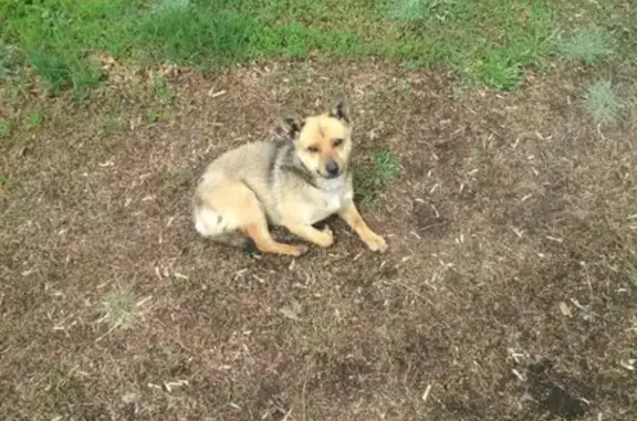 Собака найдена на Плановом в Щучье, Курганская область