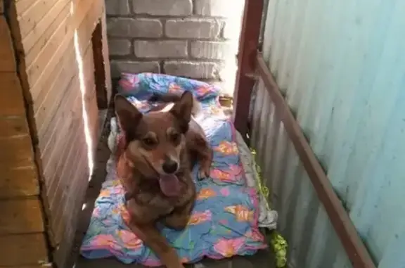 Найдена собака в Фрязино на Полевой, 27В