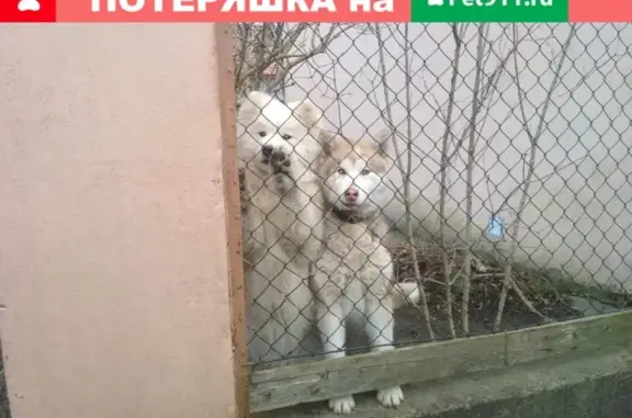 Пропала собака Метис хаски на Луганской 74