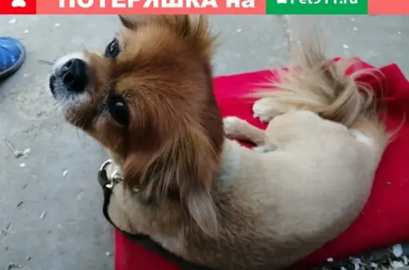 Собака найдена на ул. Речная в деревне Назарьево, Московская область.
