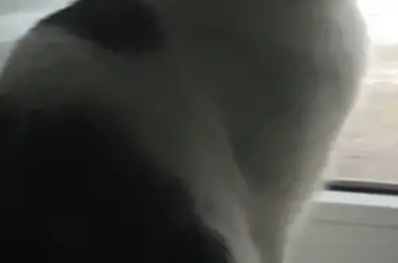 Потерянные животные Москва, фото: Пропала кошка Мурка в Москве, вознаграждение!