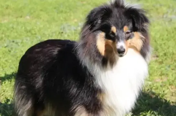 Пропала собака Даша в Волжском, вознаграждение за находку