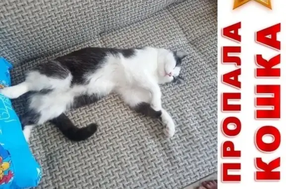 Потерянные животные Курган, фото: Пропала кошка в районе Шевелевки, откликается на Асик.