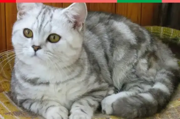 Пропала черно-белая Баярская кошка в Клинцах