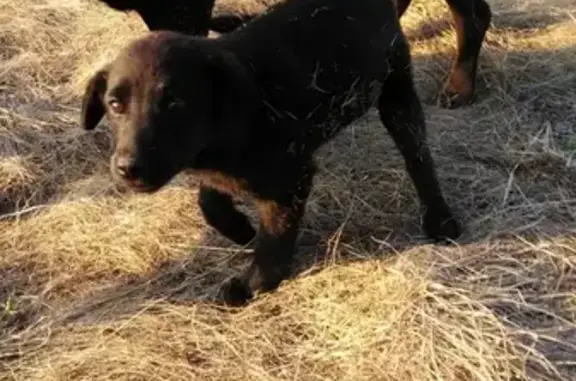 Пропала собака в Орехово-Зуево