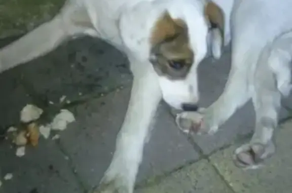 Потерянная собака в Заречном, Сочи