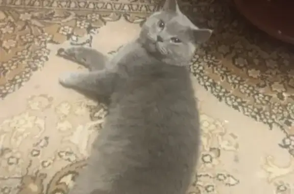 Найден серый британский кот в Клине