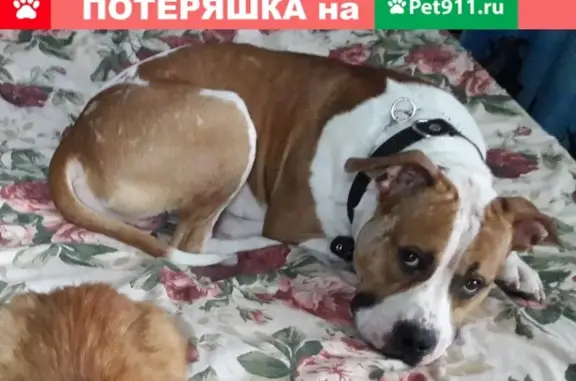 Пропала собака Степан в Минусинске с рисунком на спине