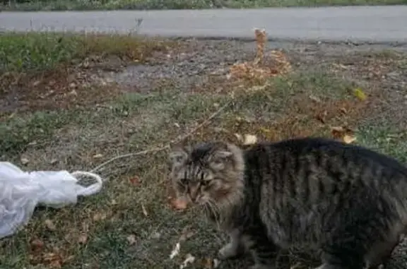 Пропал кот в районе обувной фабрики в Магнитогорске