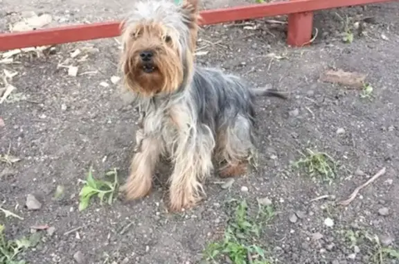 Найдена собака в Уварово, Тамбовская область