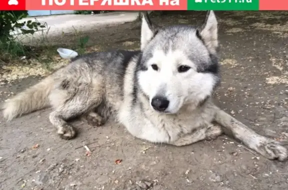 Найдена собака в Энке, Краснодар