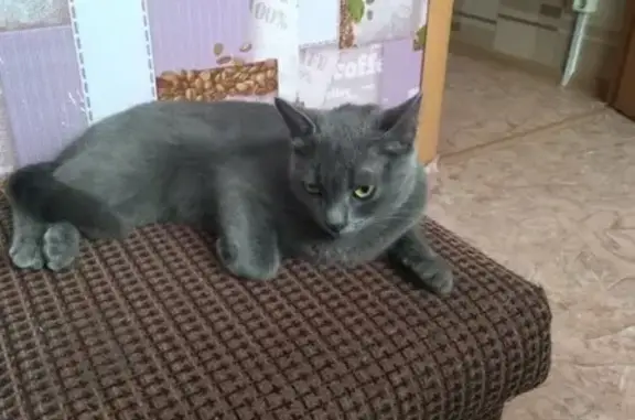 Найдена кошка #Магнитогорск, адрес: зелёный лог 35/1