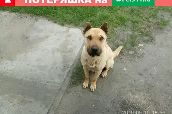 Найдена собака в Абакане, ищем хозяев или новый дом