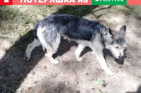 Найдена собака в Лужках, Выборгский р-н, ЛО.
